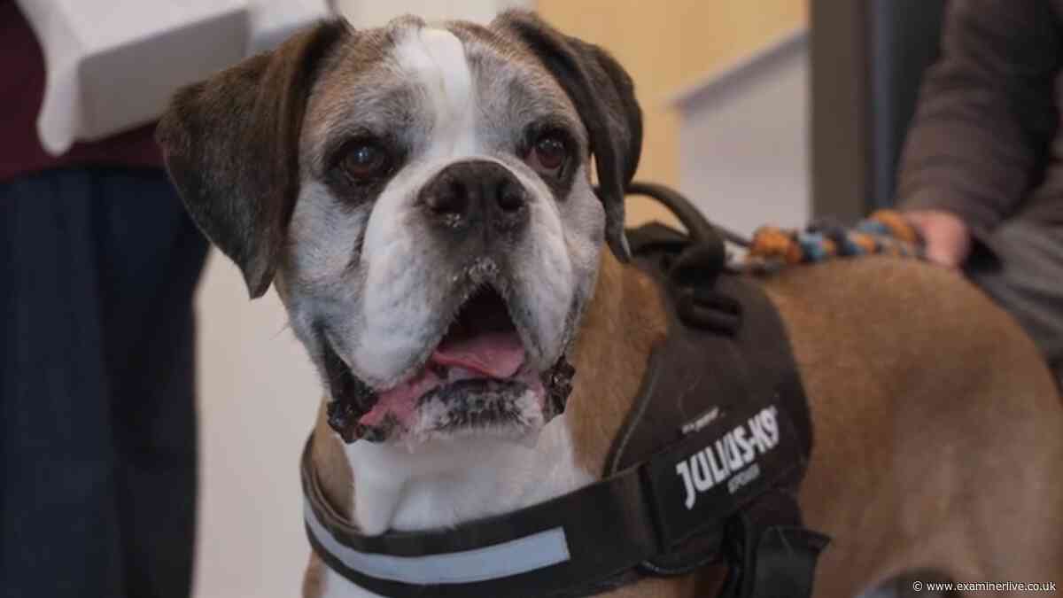 Yorkshire Vet viewers emotional after heartbreaking death 'we miss him terribly'
