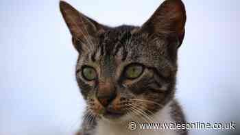 Five changes cat owners should make to their homes before November