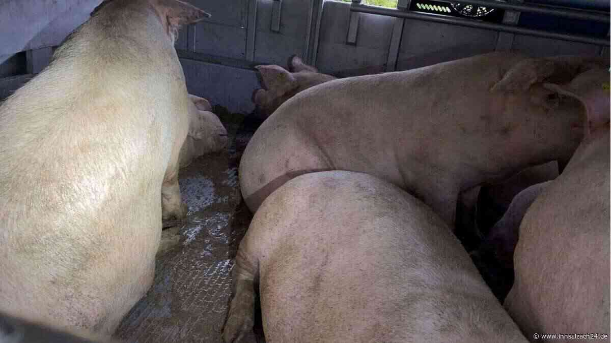 Zu wenig Wasser, defekte Bremsen: Polizei stoppt Schweinetransport auf der A99