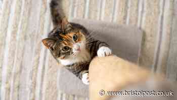 Cat owners urged to make five changes to their homes before November