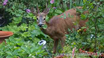 'It's illegal' warning if you have a muntjac or roe deer in your garden