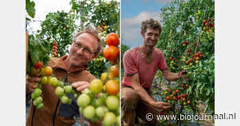 "Deze Phytophthora-resistente tomaten kunnen wél tippen aan rassen uit de kas"