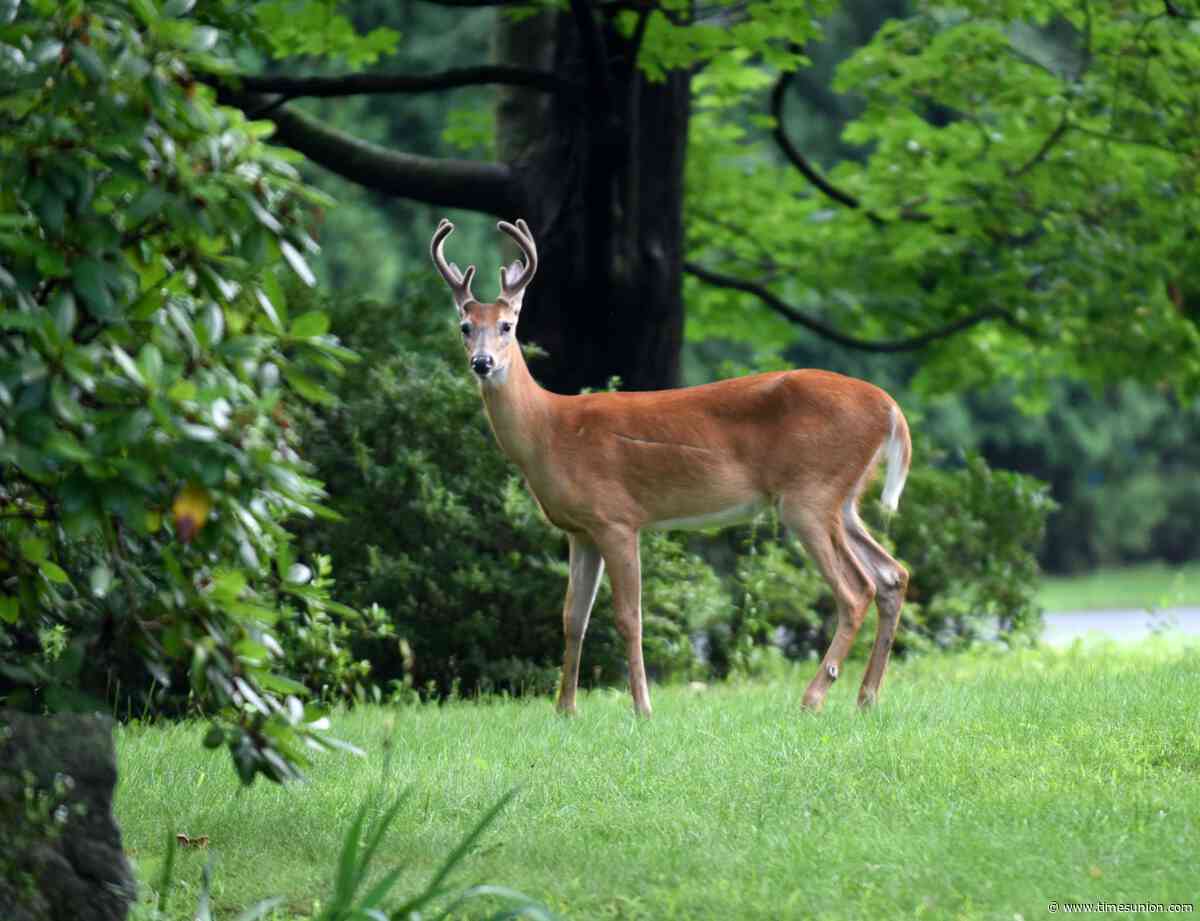 DEC holds raffle so hunters will turn in deer heads for disease testing