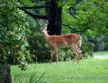 DEC holds raffle so hunters will turn in deer heads for disease testing