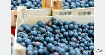 Export Peruaanse blauwe bessen: container zit vol voordat maximaal gewicht is bereikt