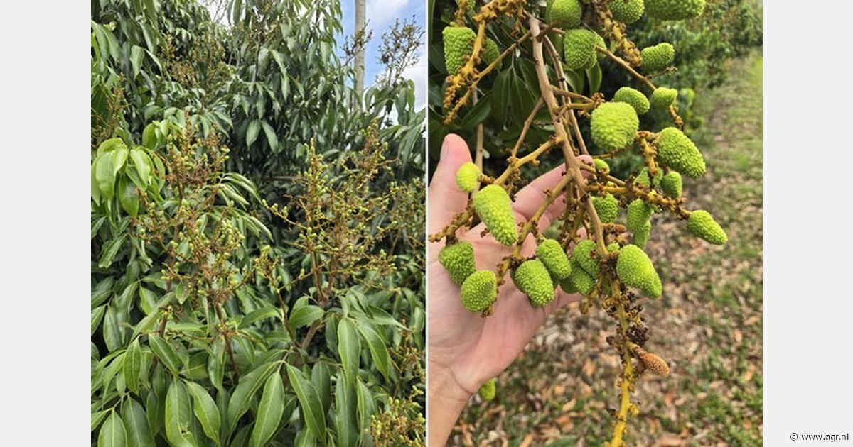 Zuid-Afrikaanse lychees winnen terrein