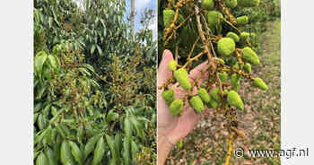 Zuid-Afrikaanse lychees winnen terrein