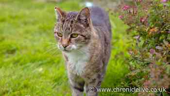 What to do when the neighbour's cat keeps using your garden as a toilet
