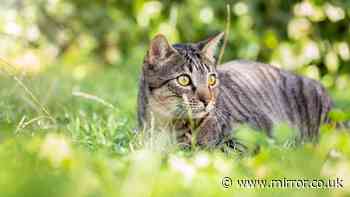 Legal rights when neighbour's cat uses your garden as a toilet