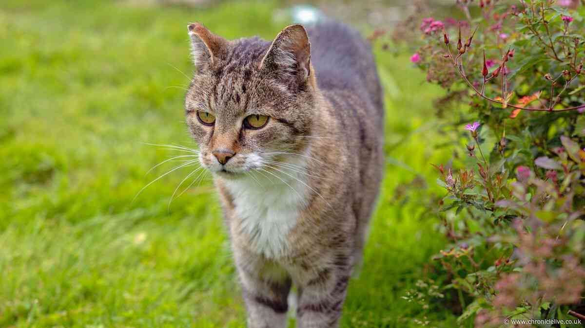 What to do when the neighbour's cat keeps using your garden as a toilet