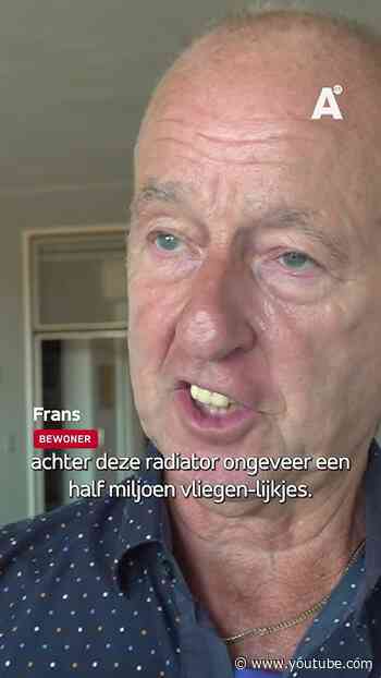 Vliegenplaag teistert flat in Noord