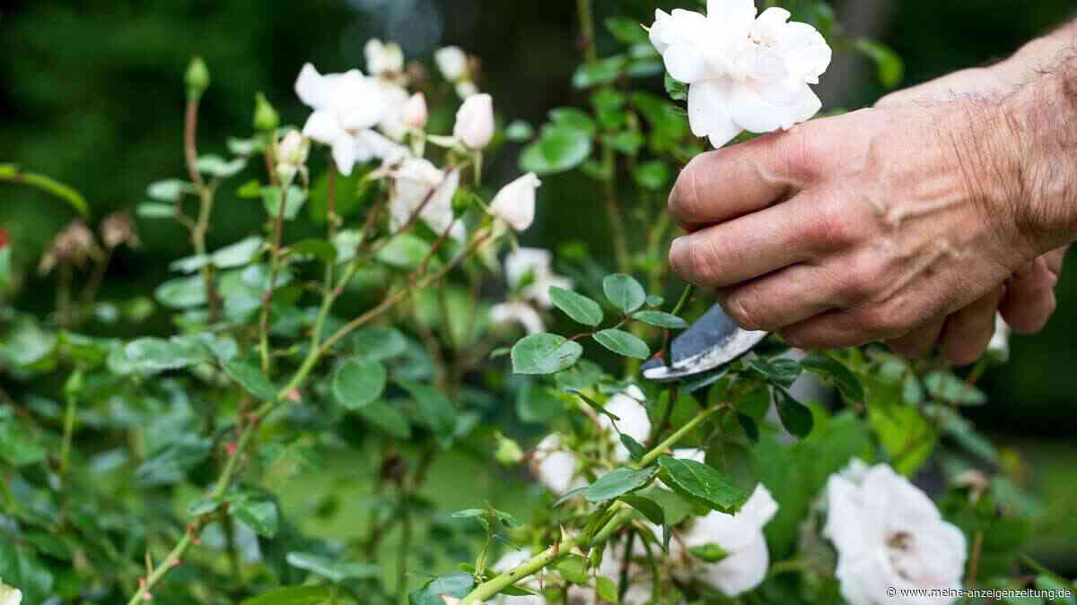 Vor dem Winter: Wer jetzt Rosen-Steckhölzer schneiden sollte – und was Sie konkret tun müssen