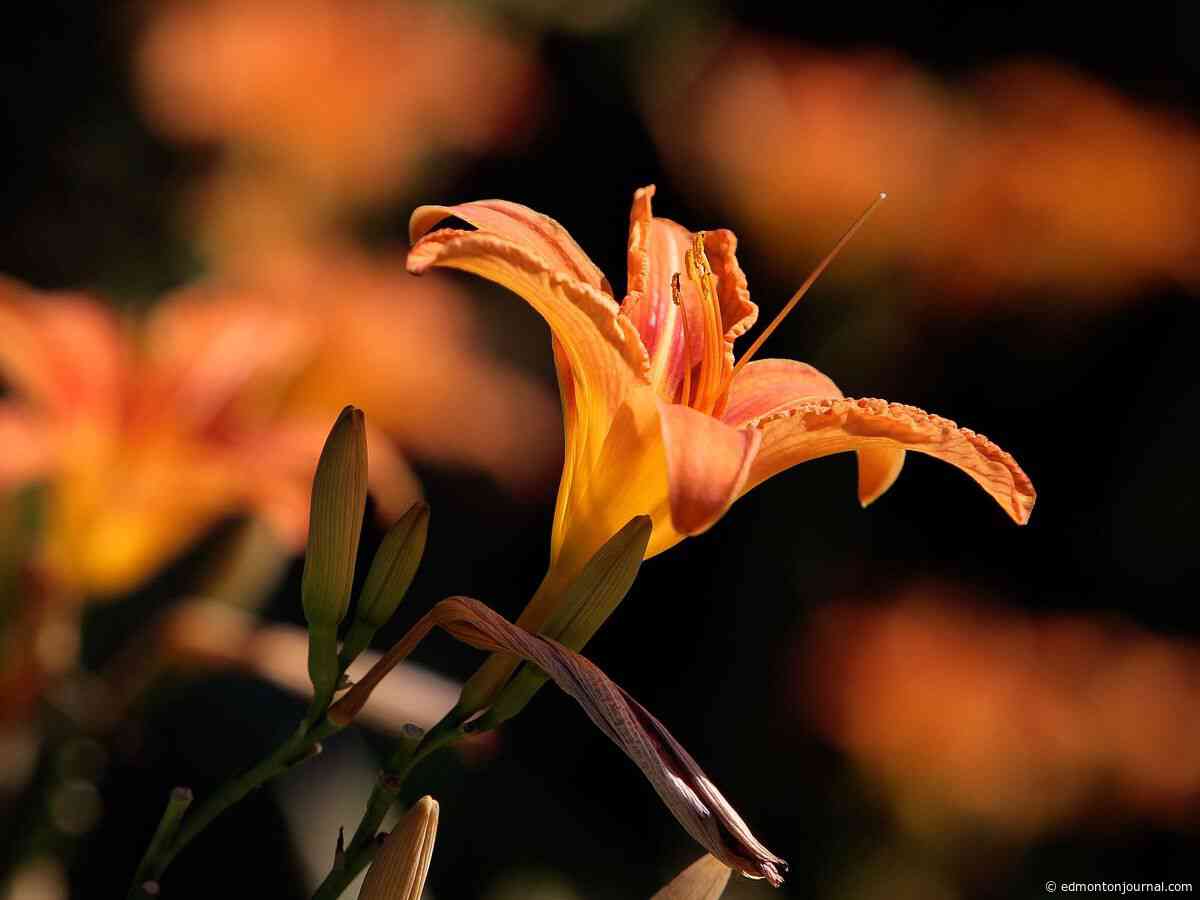 Growing Things: When it's best to divide your daylilies