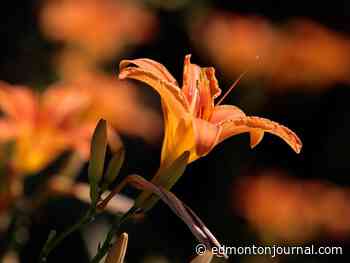 Growing Things: When it's best to divide your daylilies
