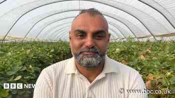 'Foreign imports are hurting our strawberries'