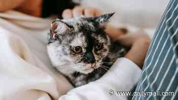 The purr-fect pick-me-up: 94% of cat owners say purring has a positive impact on their wellbeing