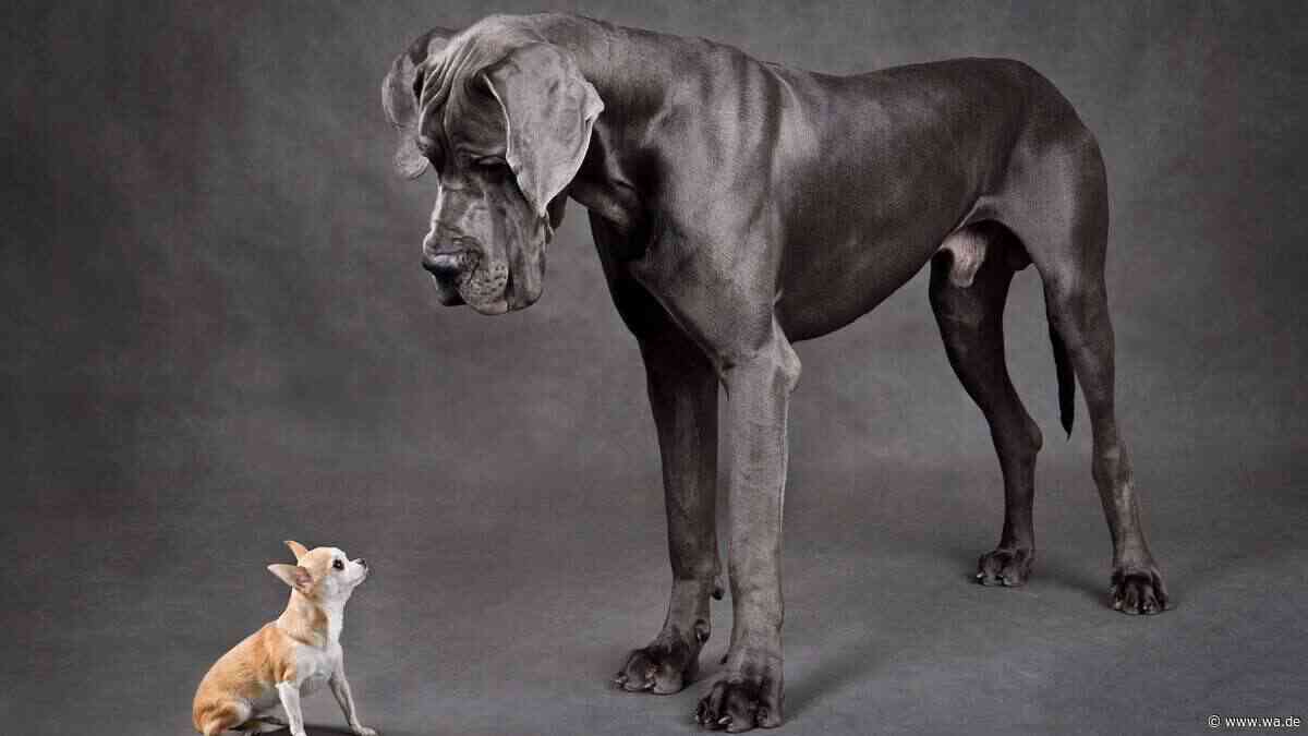 Rätsel gelöst: Warum große Hunde schneller altern