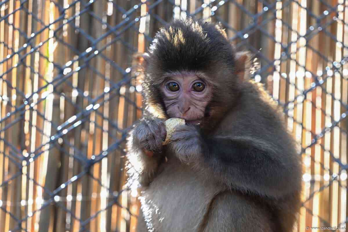 London man who led global monkey torture network jailed after sharing sadistic videos online