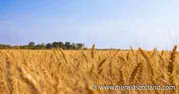 Hidden wheat fungus offers hope against one of farming's biggest threats