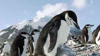 „Gewaltiger Einbruch“: Die einst größte Pinguinkolonie der Welt verliert 63 Prozent ihrer Brutvögel