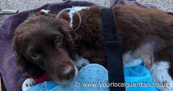 Retired London Gatwick explosives dog fights for life after emergency surgery