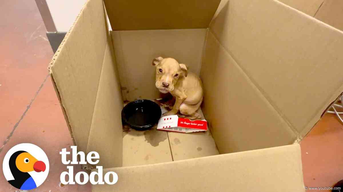 Puppy Abandoned At KFC Gets The Sweetest Second Chance | The Dodo