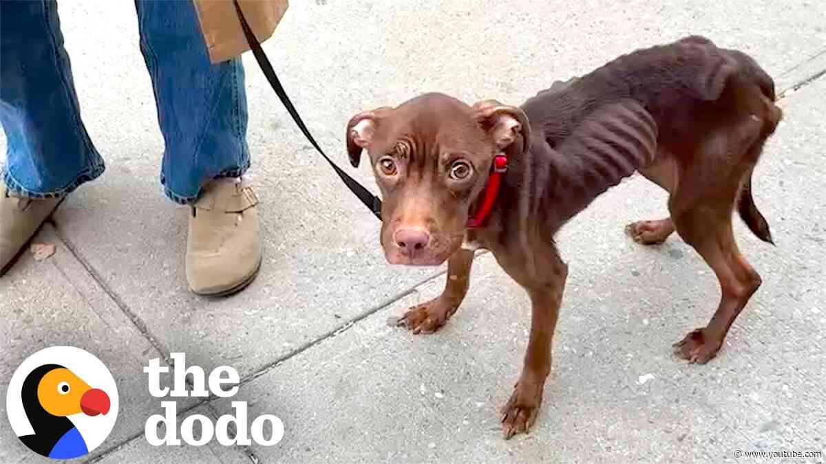 Emaciated Foster Dog Becomes The Biggest Velcro Dog | The Dodo