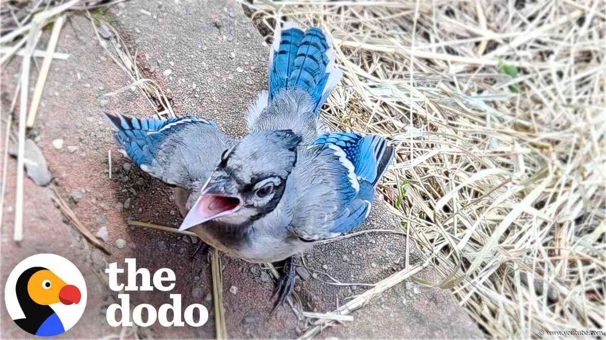 Woman Feeds A Baby Blue Jay Once And Everything Changes | The Dodo