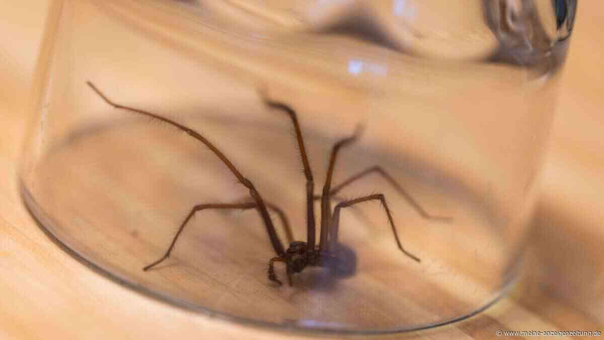 Schluss mit Spinnen im Wohnzimmer: Warum Sie jetzt Lavendel an Türen und Fenstern platzieren sollten