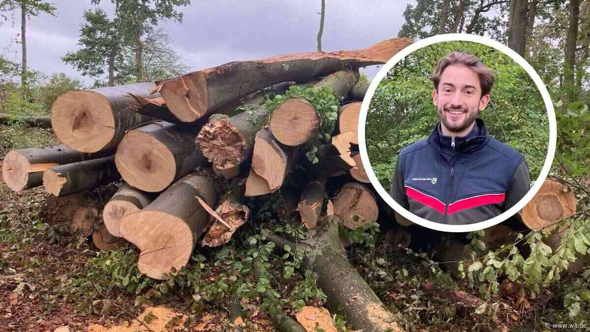 „Da läuft seit Tagen die Kettensäge“: 40 Buchen werden gefällt – manche davon 100 Jahre alt