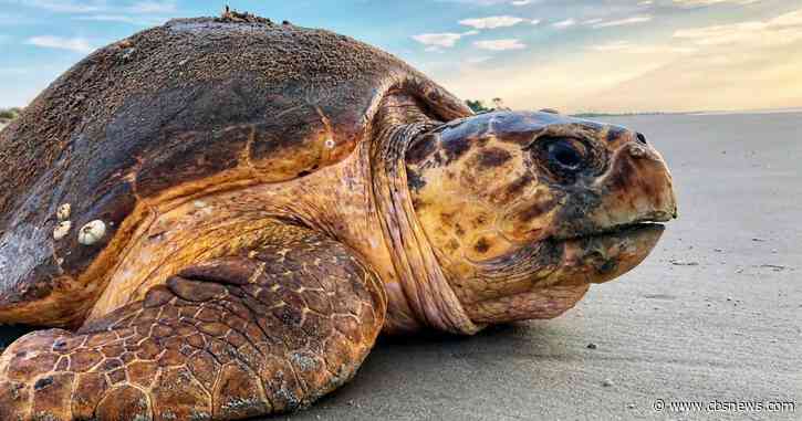 Georgia sea turtles break nesting record, backed by decades of conservation work