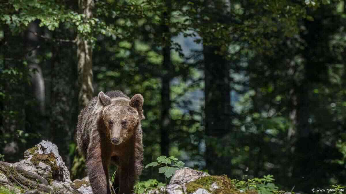 Kinobesucher treffen auf Braunbären mitten in Italien-Gemeinde: Bürgermeisterin mit deutlichen Worten