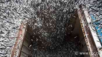 What is your seafood eating? Investigation traces problems in global feed supply