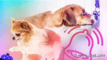 What Expert Dog Trainers Want You to Know About Potty Training Using a Bell