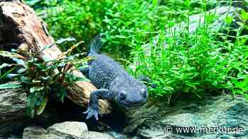 Von Axolotl bis Feuerbauchmolch: Die 10 schönsten Amphibien fürs Heimaquarium