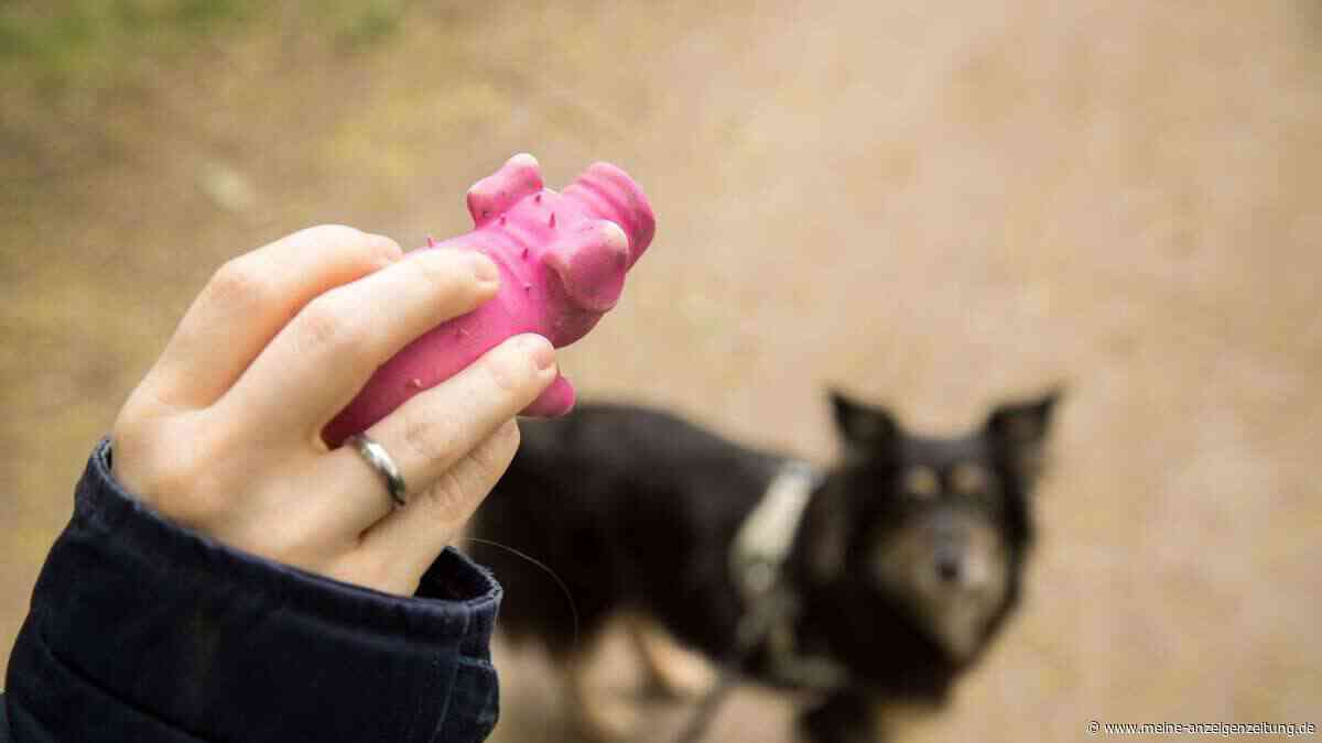 Spielzeug für Hunde: Nicht alles ist geeignet