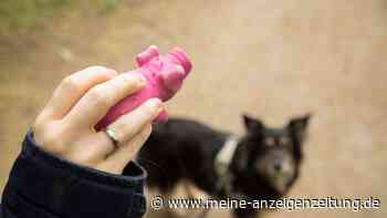 Spielzeug für Hunde: Nicht alles ist geeignet