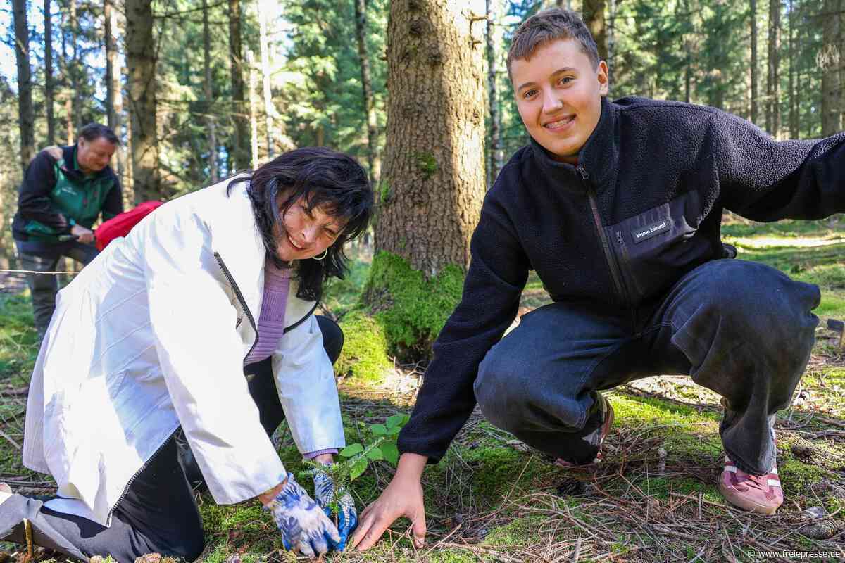 Helfer pflanzen in Schwarzenberg 1000 junge Weißtannen