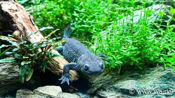 Von Axolotl bis Feuerbauchmolch: Die 10 schönsten Amphibien fürs Heimaquarium
