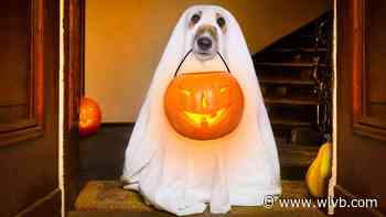 Halloween activities happening across WNY