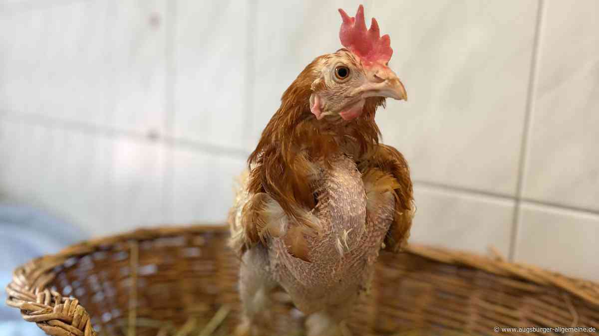 Sie hatten ausgedient und sollten sterben: Augsburger Tierheim hilft bei Rettung von Legehennen
