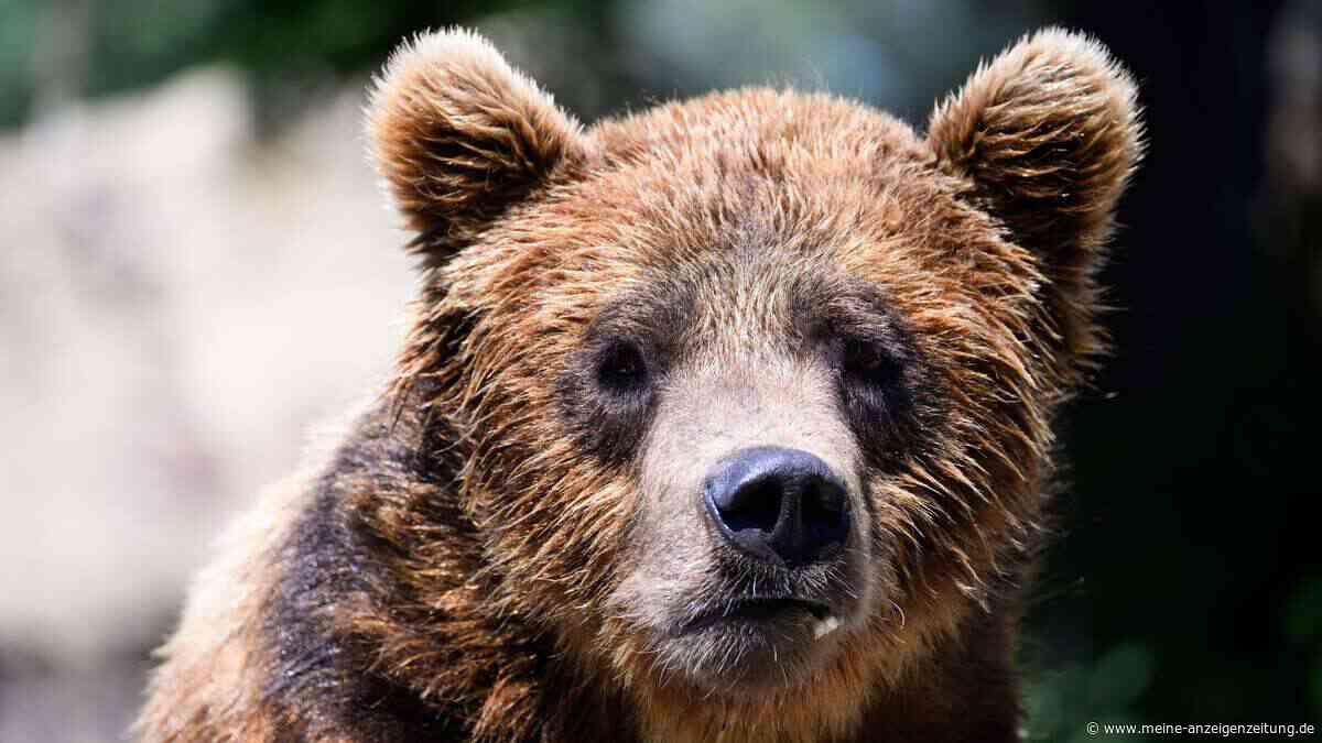 Braunbär streift nachts durch Dorf im Trentino: Bürgermeisterin fordert Konsequenzen