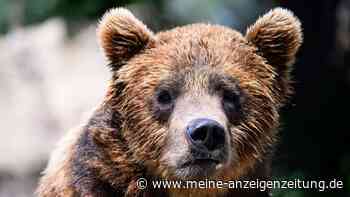 Braunbär streift nachts durch Dorf im Trentino: Bürgermeisterin fordert Konsequenzen