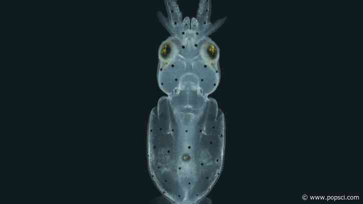 Squid are covered in little hairs like the ones in your ear