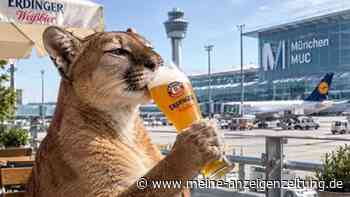 Puma-Wurst, Puma-Breze, Puma-Wein: Erdinger Firmen surfen auf dem Raubkatzen-Hype