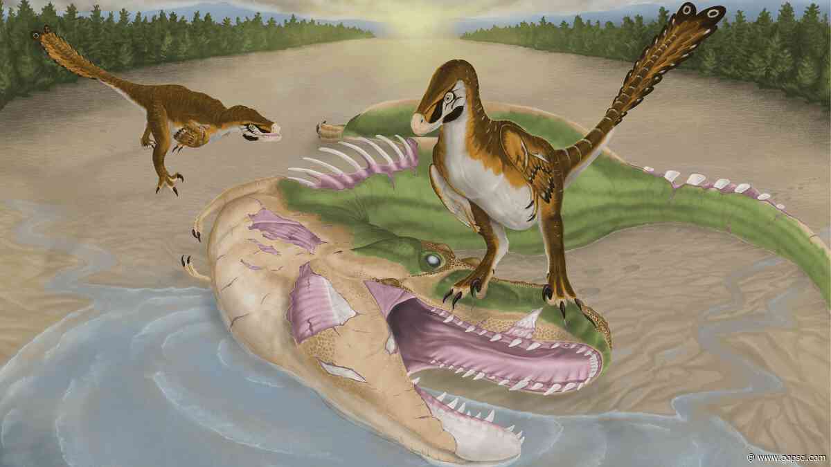 A baby tyrannosaur possibly cannibalized its dead relative