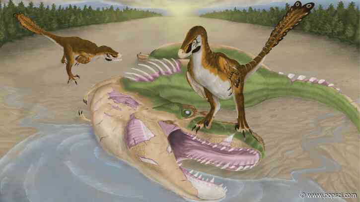 A baby tyrannosaur possibly cannibalized its dead relative