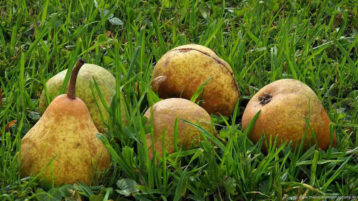 Fallobst nicht wegwerfen – drei clevere Wege, es sinnvoll zu nutzen