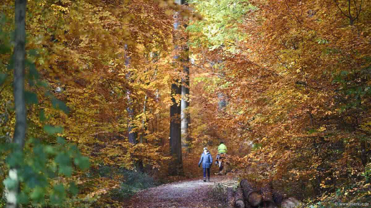 Herbstspaziergang im Oktober: Was Sie jetzt im Wald entdecken können – und warum er so gut tut