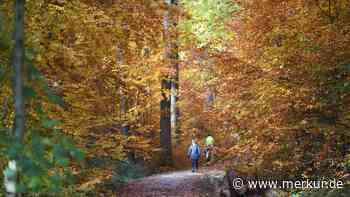 Herbstspaziergang im Oktober: Was Sie jetzt im Wald entdecken können – und warum er so gut tut